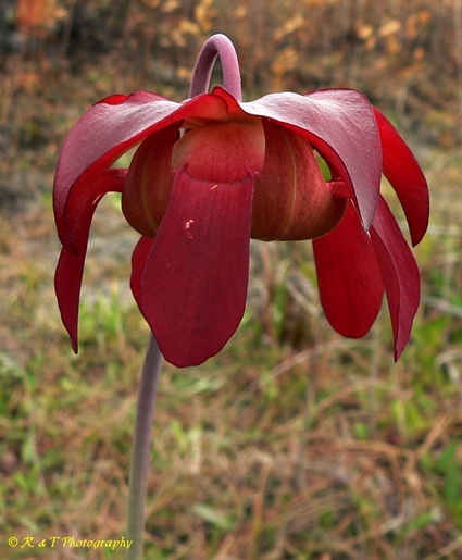 {Sarracenia leucophylla}